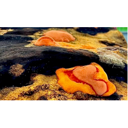 牛樟芝的介紹 牛樟芝的介紹