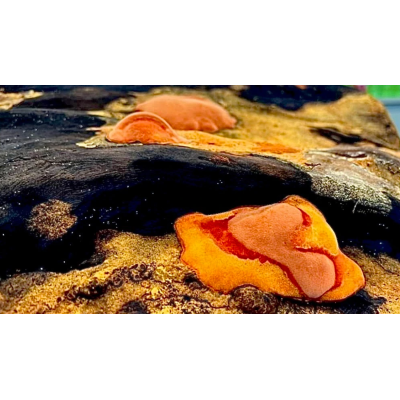 牛樟芝的介紹 牛樟芝的介紹